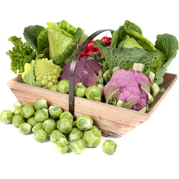 Vegetable family. Брюссельская капуста. Брокколи и цветная капуста в плетеной корзине. Brassica Oleracia. Cauliflower from the groceries.