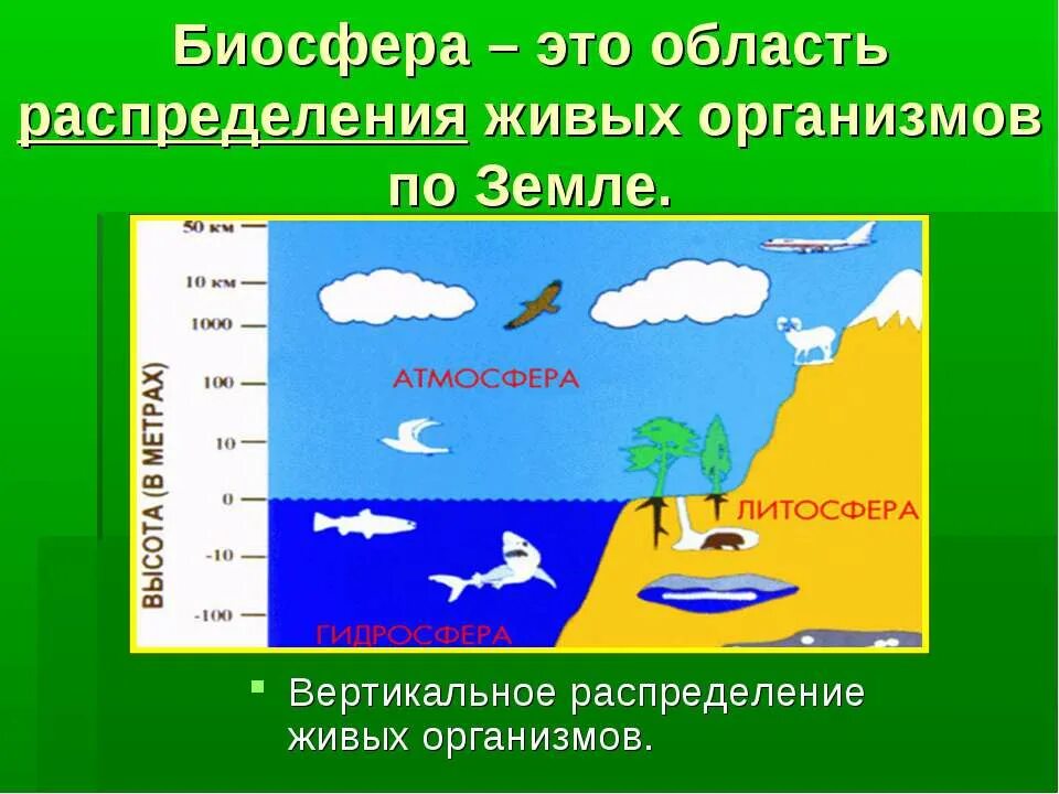 Распределение организмов в биосфере. Биосфера. Распределение организмов на земле. Распределение живых организмов в биосфере. Биосфера распределение организмов на земле.