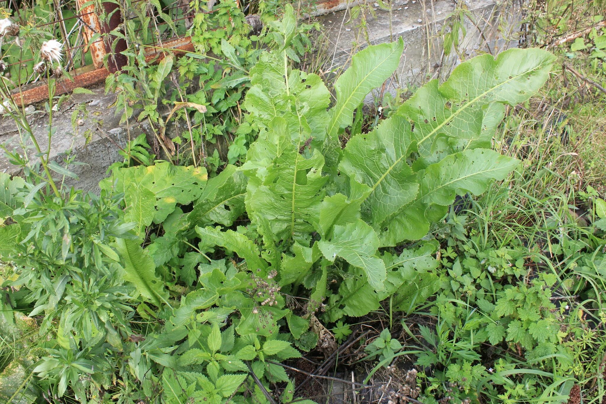 Хрен огород. Хрен растение. Хрен растение. Хрен на огороде. Хрен дикий полевой.