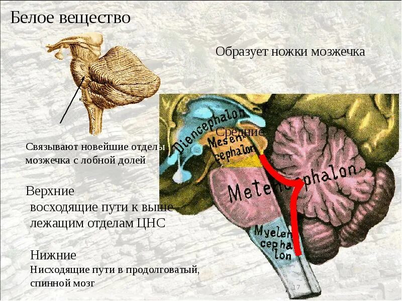 Нижняя мозжечковая ножка анатомия. Верхняя мозжечковая ножка анатомия. Верхние средние и нижние ножки мозжечка. Средний мозг связан с мозжечком: 1) верхними ножками.