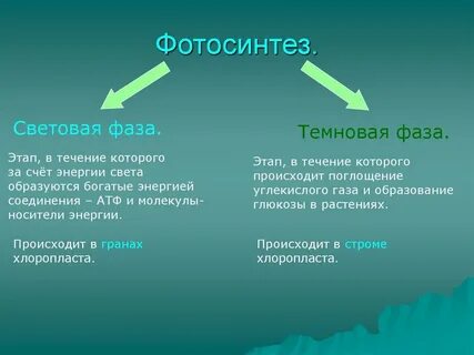 Какие процессы происходят в темновую