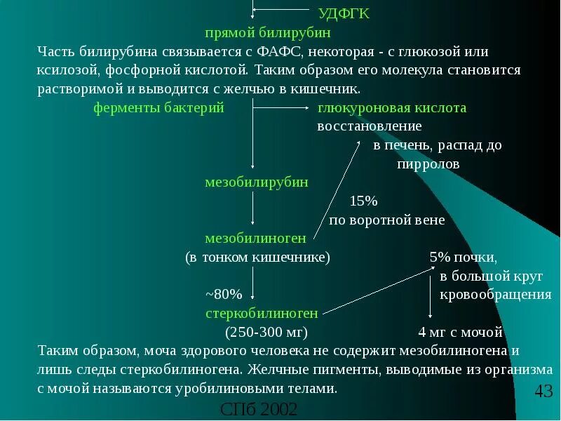 Билирубин что это такое. Прямой билирубин. билирубин и глюкуроновая кислота. прямой билирубин функция. билирубин связывается.