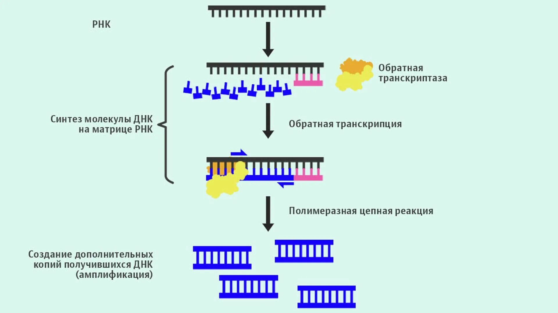 Обратная транскриптаза полимеразная цепная реакция. ПЦР С обратной транскрипцией схема. Полимеразная цепная реакция с обратной транскрипцией. ПЦР С обратной транскриптазой (RT-PCR).