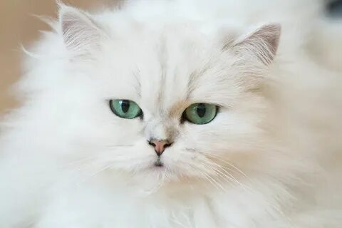Белый персидский кот