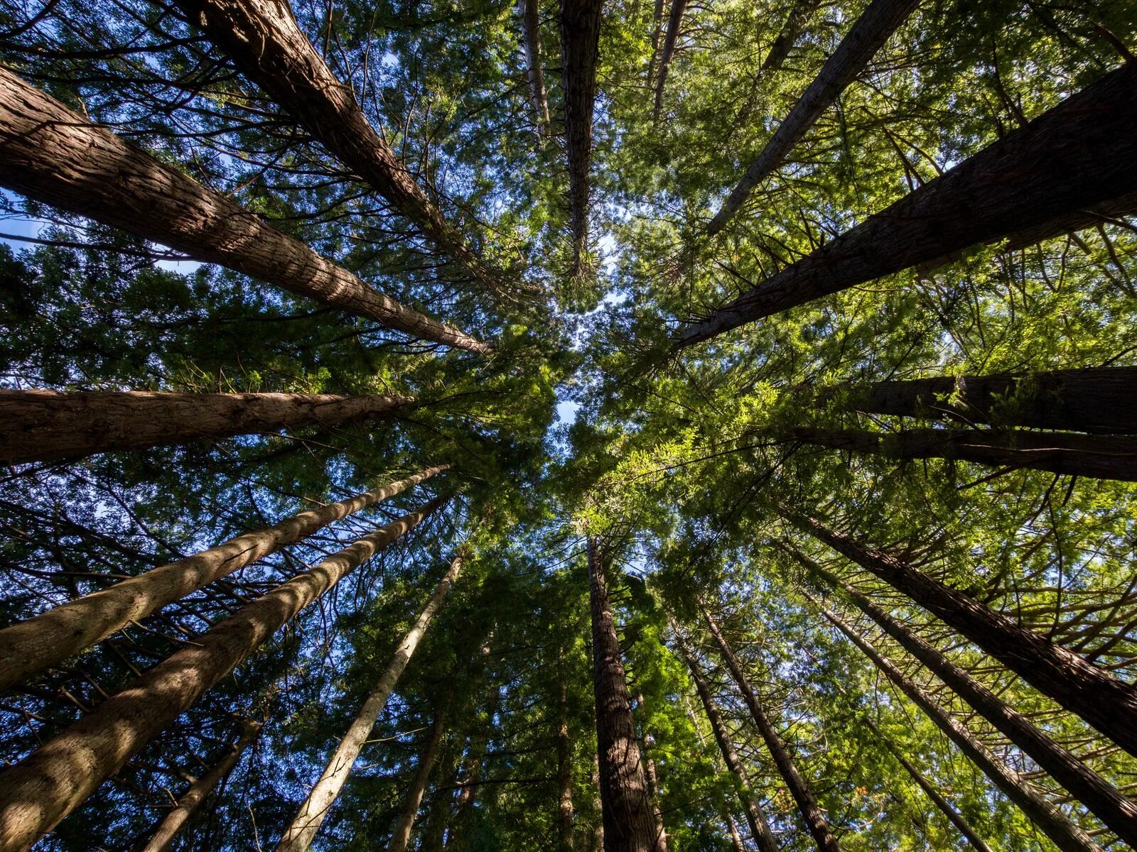 Горы кроны деревьев. Кроны деревьев. лес кроны сверху. аватаркalloya forest rebirth. кроны деревьев не касаются друг друга.