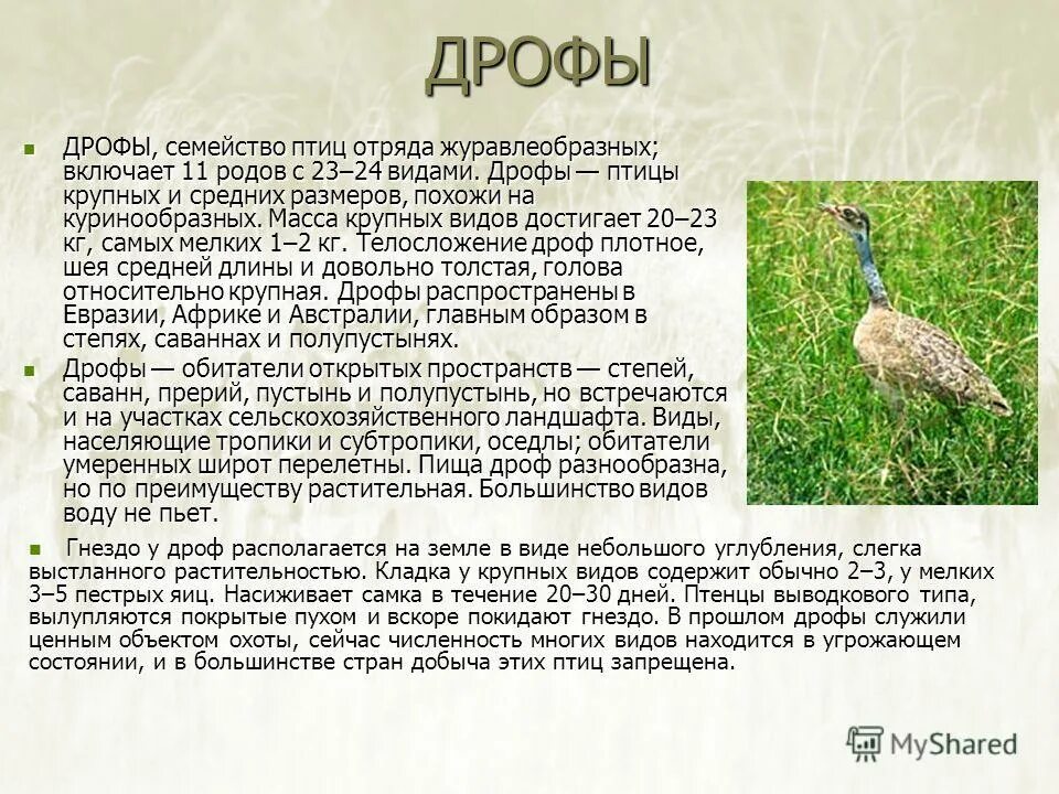 Сообщение о дрофе. Дрофа красная книга птица дрофа. Дрофа птица описание. Дрофа птица краткое описание. Дрофа доклад.