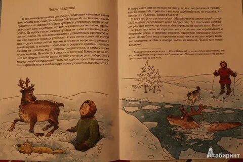 Какой северный