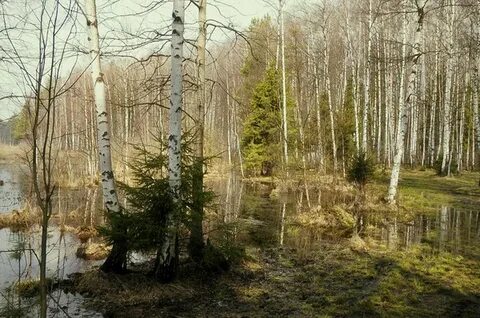 Только в весеннем лесу начинаешь понимать