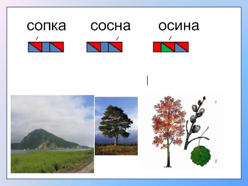 Деление на слоги для дошкольников задание. Как составить схему слогов. Схема первого класса слово лес. Сосна схема слова 1. Осина и сосна.