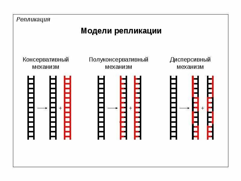 Фрагментация днк методы. Репликация ДНК консервативная полуконсервативная. Консервативный метод репликации ДНК. Консервативный способ репликации. Полуконсервативный метод репликации.