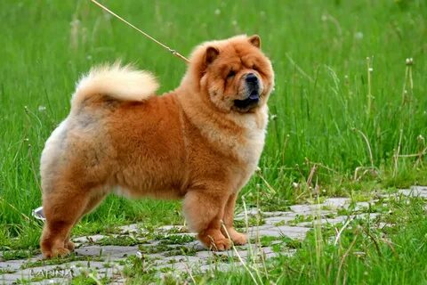 Hard dog