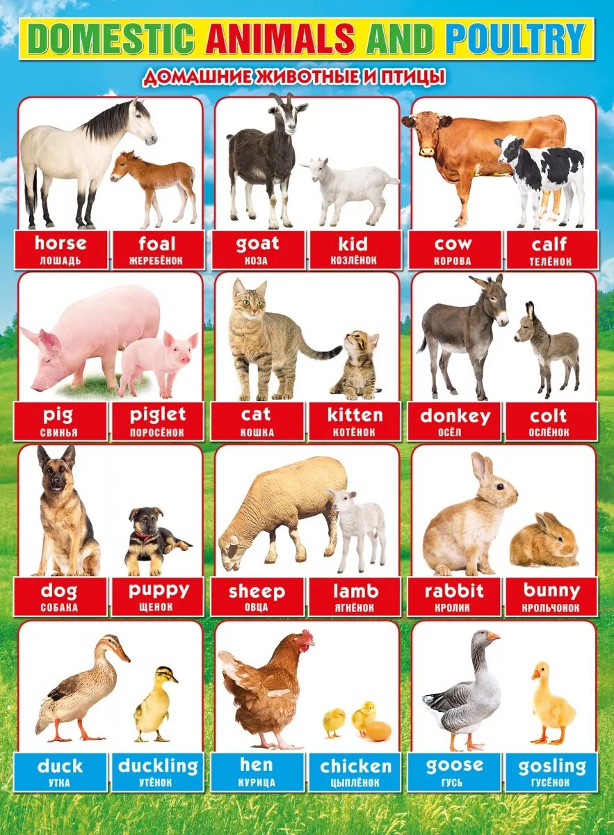 Домашние животные на англ. Плакат. Домашние животные.. Домашние животные список. Домашние животные на английском. Домашнее живоьные плакат.