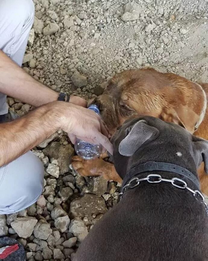 Как хоронить собаку. Как хоронить собаку. Как хоронить собаку. Как хоронить собаку. Захоронение собаки.