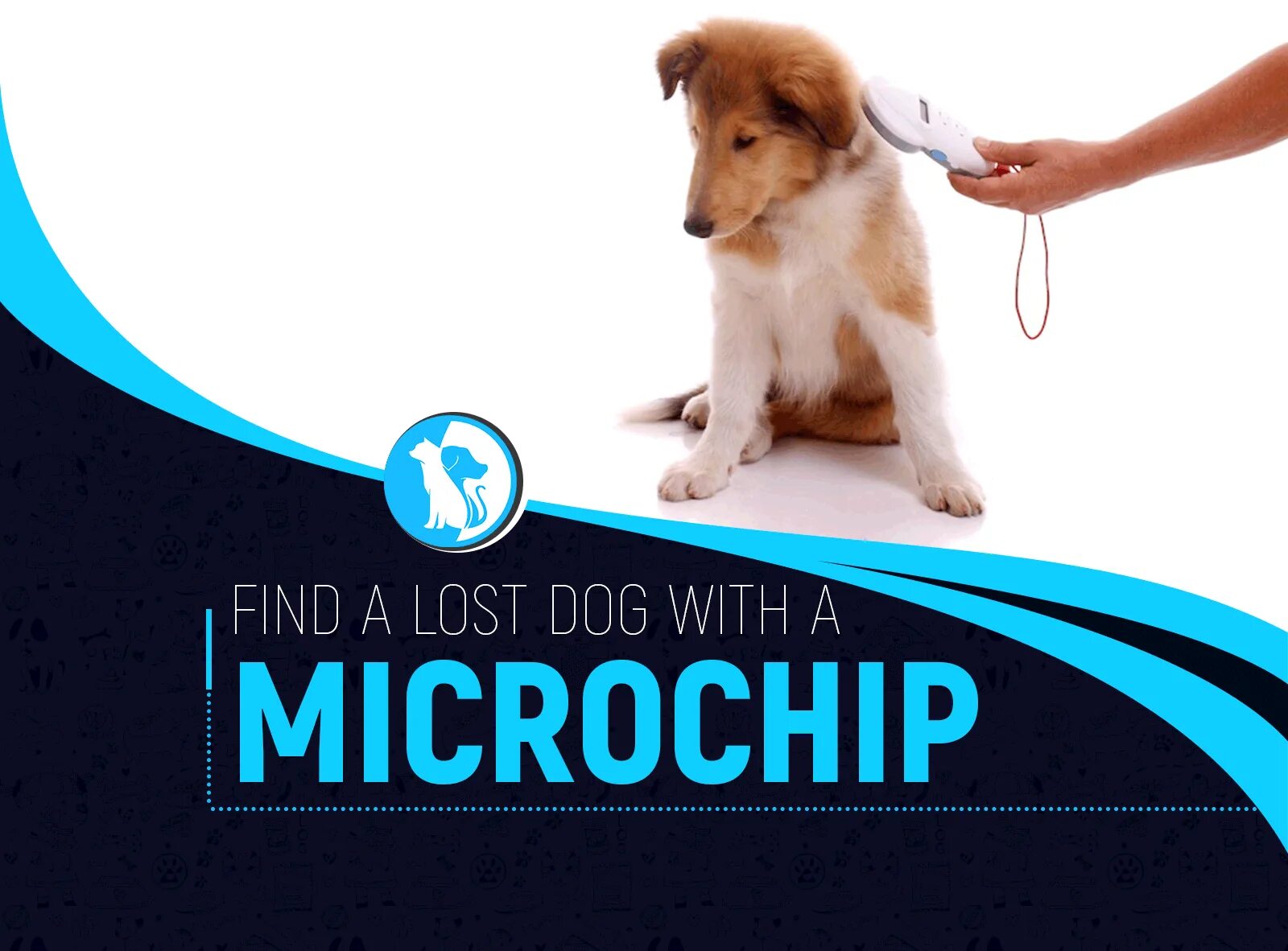 Регистрация pet. Dog Microchip. Trace Dogs with Microchip. How much to Chip a Dog. Pet Star Spa & shop.