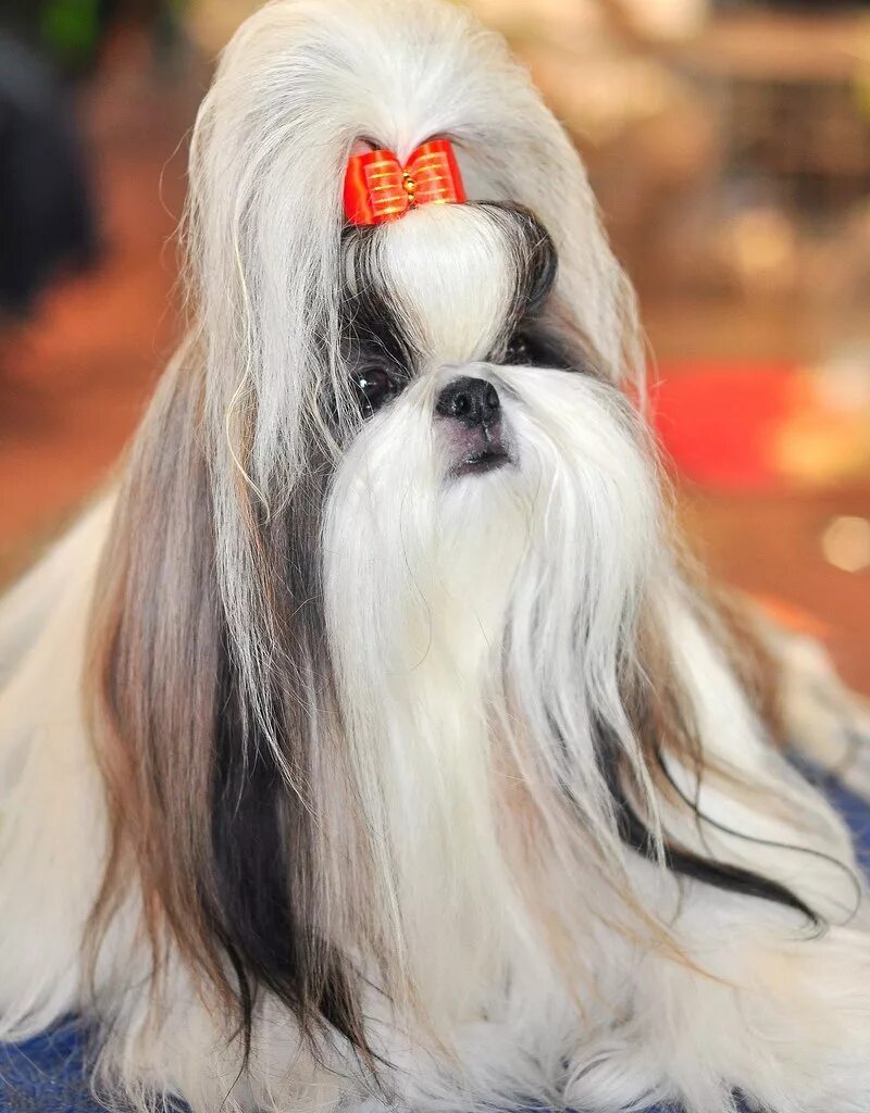 Ши фото. Ши-тцу. Ши тцу порода. Собачка ши тцу. Ши-тцу (Shih Tzu.