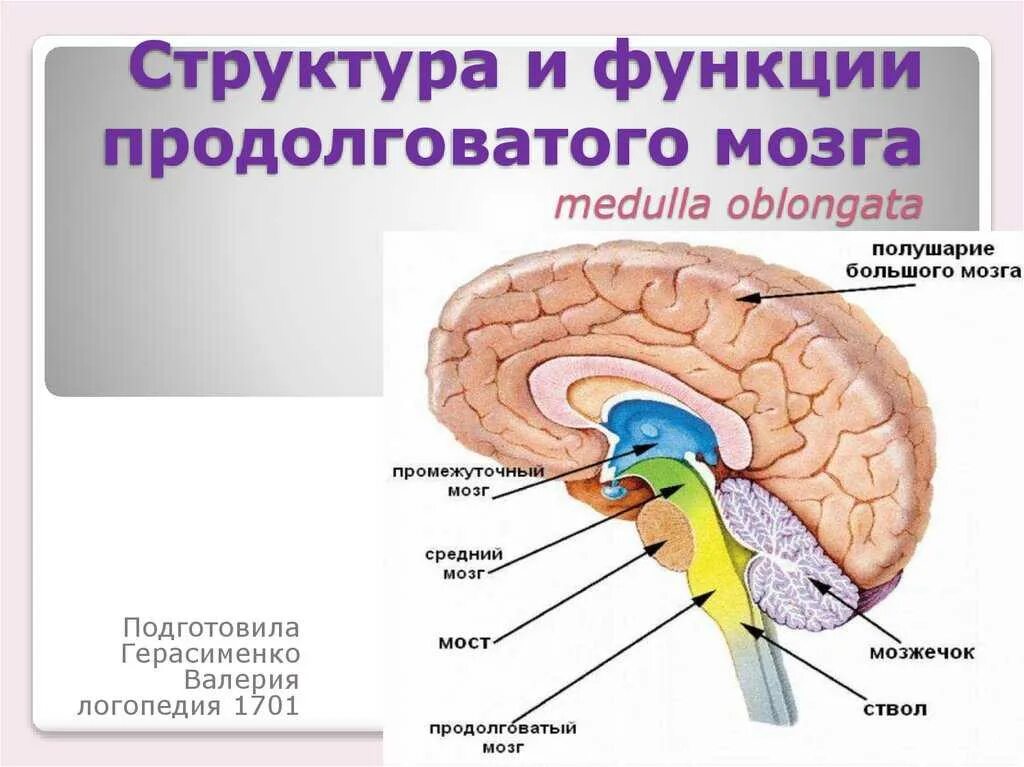 Продолговатый отдел мозга строение