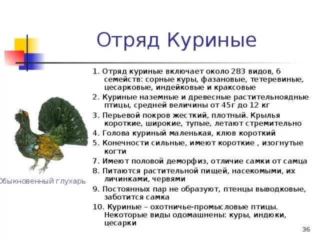 Признаки птиц 7 класс. Отряд куриные общая характеристика. Характеристика отряда куриные биология 7 класс. Краткая характеристика отряда куриные. Характеристика отряда птиц куриные.