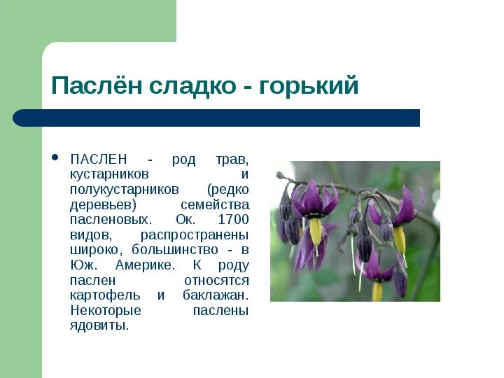 Пасленовые дурман. Семейство пасленовые дурман. Ядовитое растение семейства пасленовых 6 букв. Белена стебель. Красавка белладонна ядовитое растение.