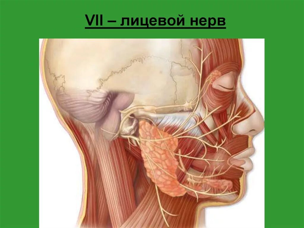 Правый лицевой нерв. VII- пара лицевой нерв - анатомия. VII пара - лицевой нерв n. Facialis. Неврит лицевого нерва анатомия. Лицевые нервы анатомия.