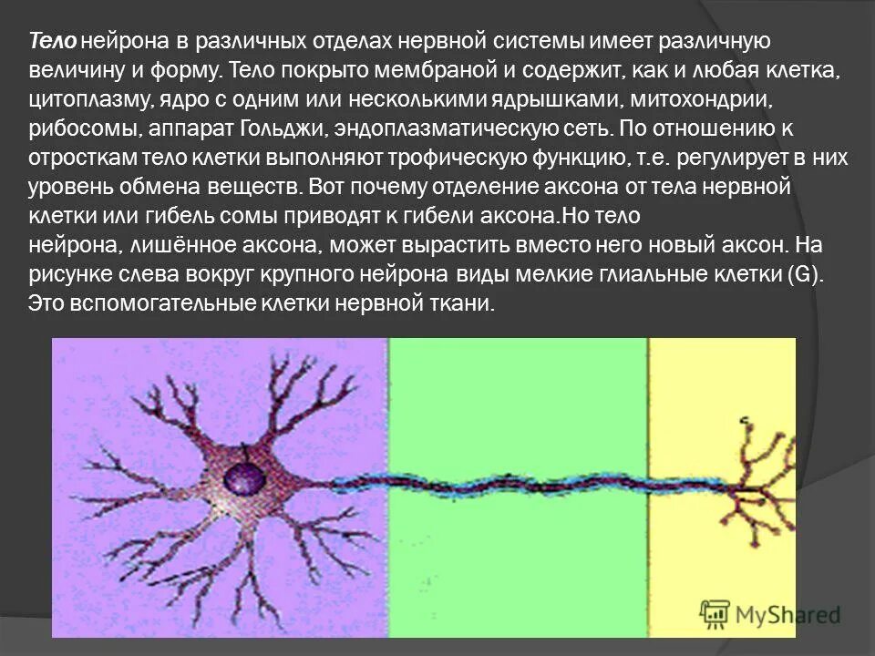 от тела нейрона отходят. строение спинного мозга нейроны. классификация отростков нейрона. деление нейронов. строение двигательного нейрона.