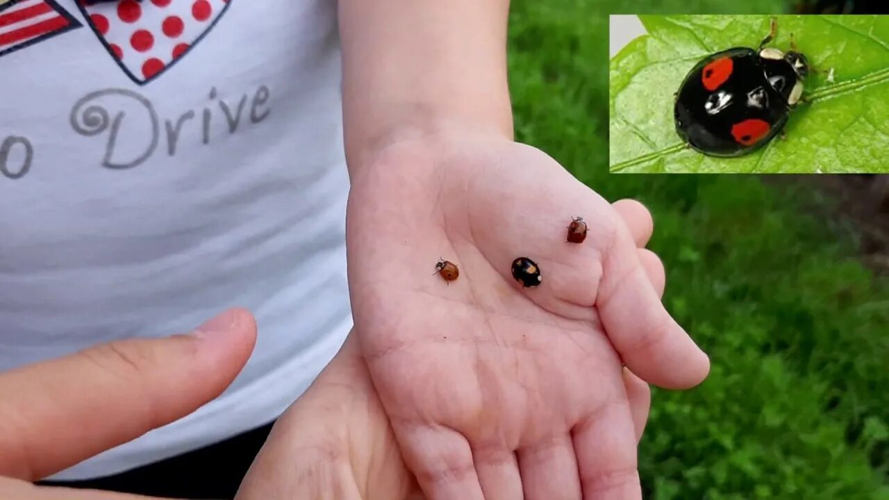 Little tattoo ladybug. Lady bug tattoo, Tattoos, Tattoos for women