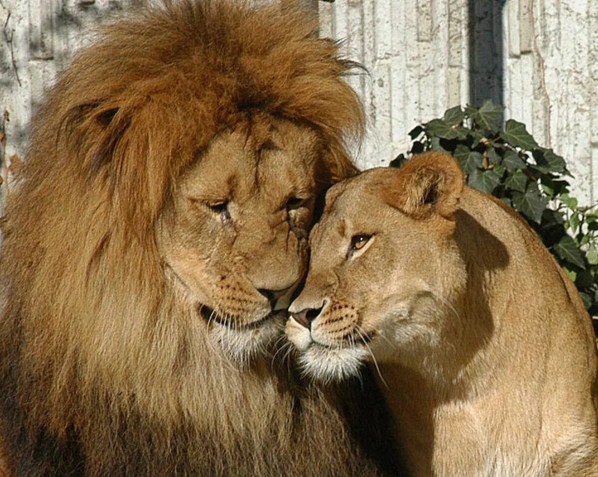 Лев львица и Львенок. Лев львица и Львенок любовь. Семья Львов. Львы любовь.