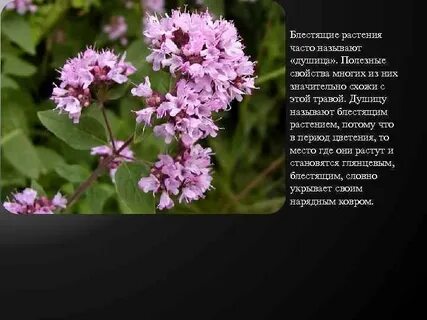 Польза душицы