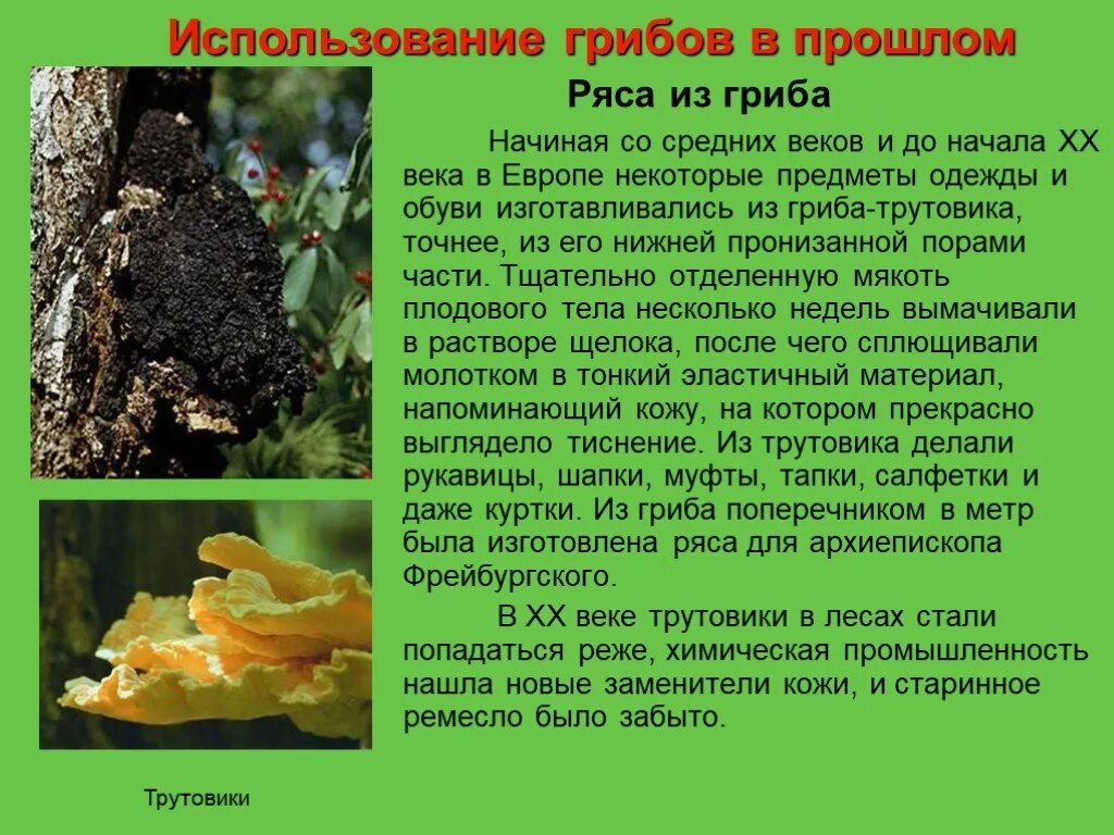 Трутовик сообщение. Трутовик гриб биология. интересные факты о грибах. сообщение на тему гриб паразит трутовик. 5 интересных фактов о грибах.