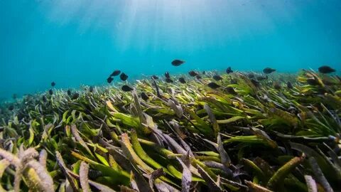 В море есть водоросли