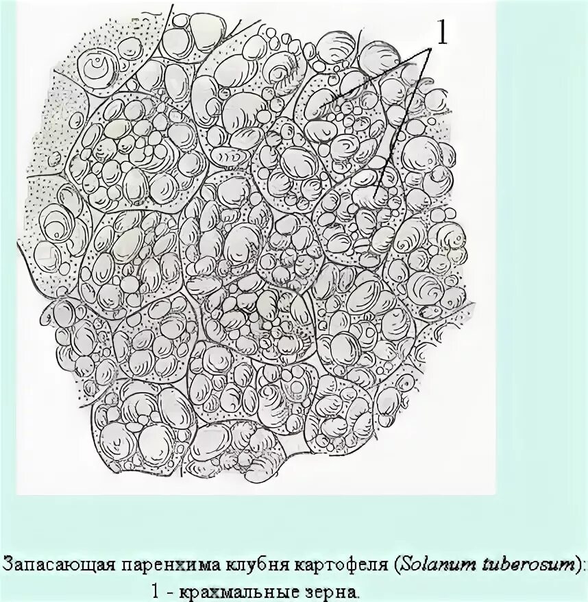 Запасная ткань растений. Запасающая паренхима ткань растений. Запасающая паренхима клубня картофеля. Клетка запасающей ткани клубня картофеля. Основная ткань клубня картофеля.