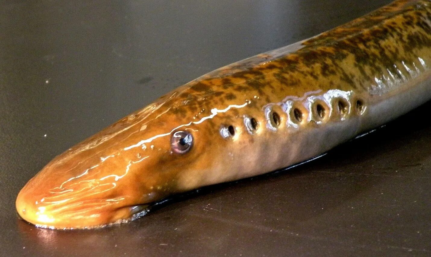 Морская минога (petromyzon marinus). Пескоройка 6 букв сканворд. Личинка миноги пескоройка. Минога сибирская - lethenteron kessleri (anikin, 1905). Морская минога (petromyzon marinus).