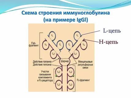 Схема молекулы иммуноглобулина g
