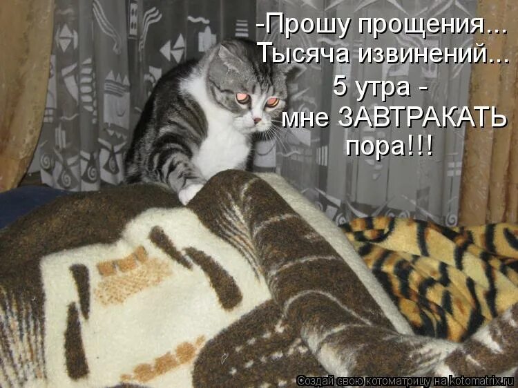 Кошка приходит спать