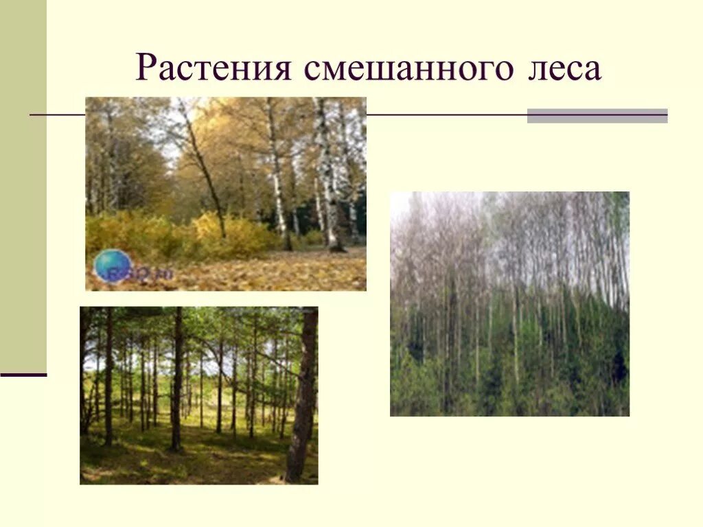 Растения смешанных лесов 4 класс окружающий мир. Презентация смешанные леса 4 класс. смешанный лес. смешанные леса россии. растения смешанного леса.