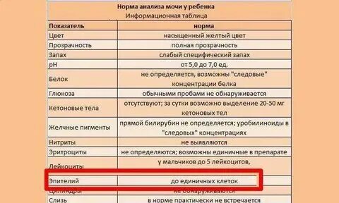 Эпителий плоский в моче норма у беременных