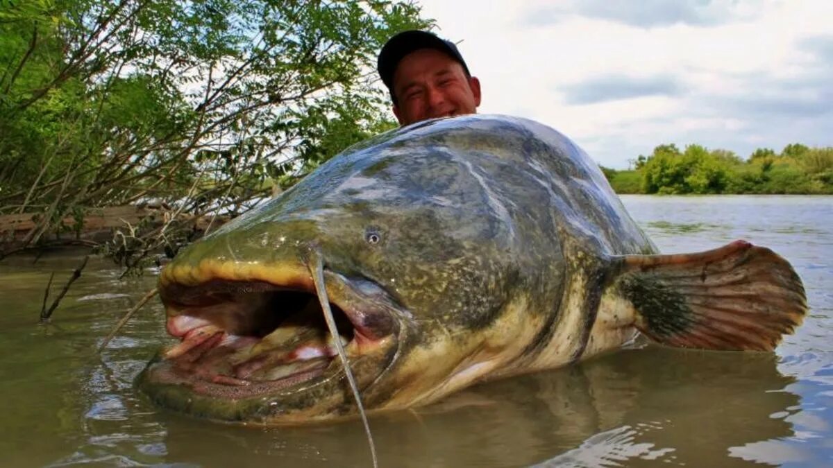самый большой сом. самая крупная пресноводная в калининградской обл. огромный жерех. большой сом. сомик речной.
