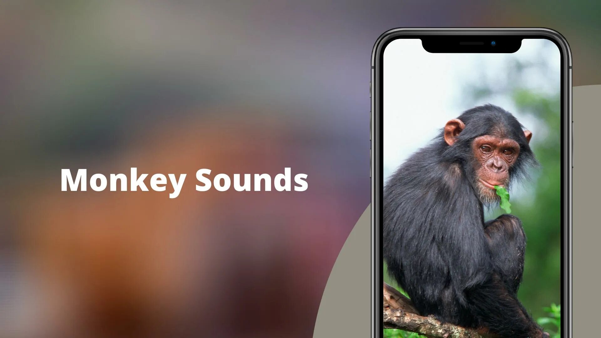 Звуки обезьян. Звук обезьяны для пранка. App Monkey расширение. Звуки мартышки