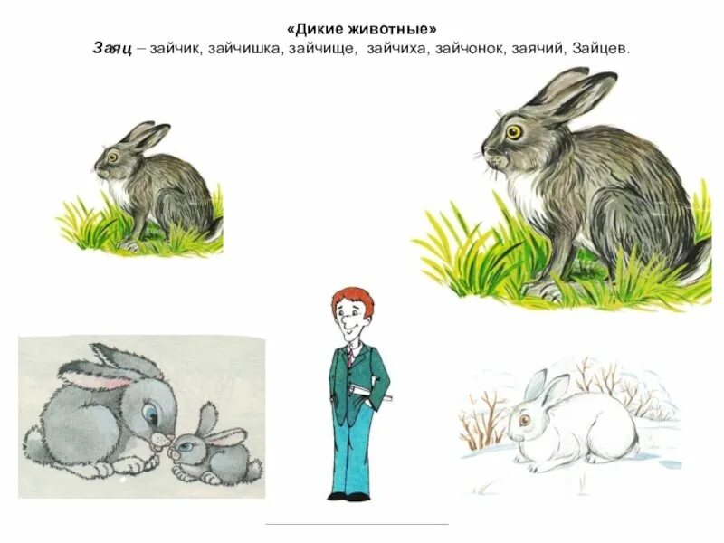 Заяц другим словом. Заяц. для дошкольников заяц зайчонок. дикие и животные заяц для дошкольников. заяц картинка для детей.