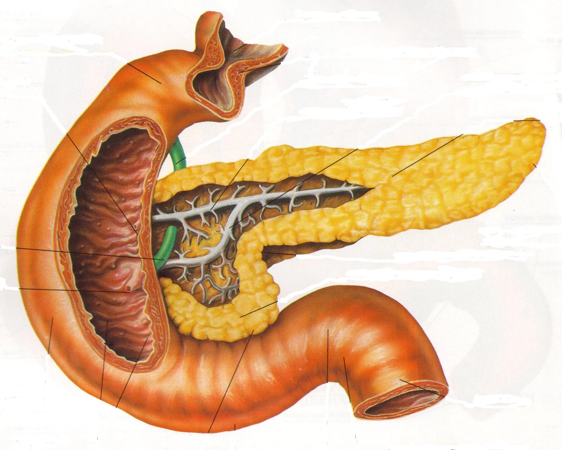 Каково внутреннее строение поджелудочной железы. Анатомическое строение поджелудочной железы. Строение 12 перстной кишки поджелудочная. Крючковидный отросток поджелудочной железы. 12 Перстная кишка и поджелудочная железа.