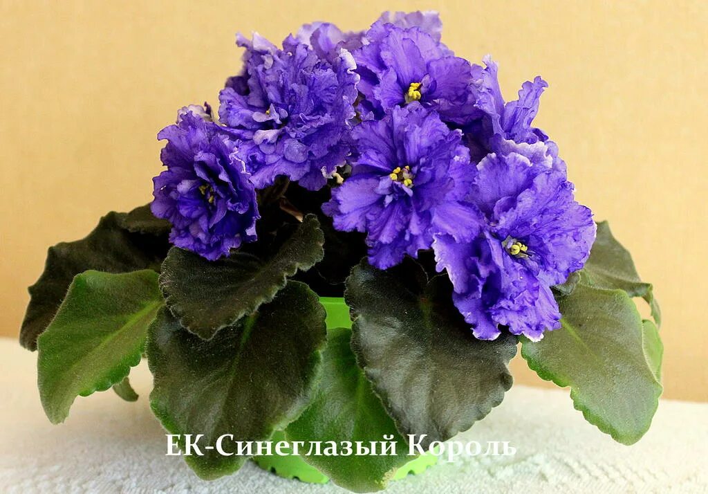 Фиалка синеглазый король - MosRosa.ru