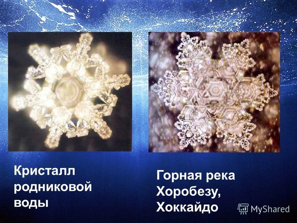 Вода из мха под микроскопом 640х - YouTube