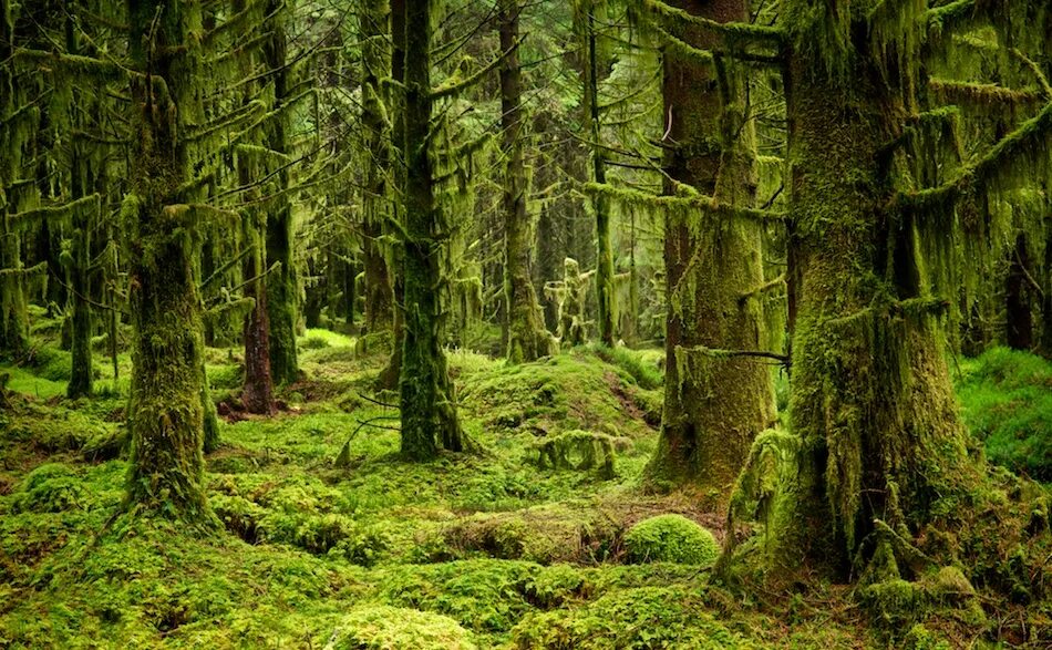 Густой лес. Еловый темный лес угра. Тайга хвойный бор непроходимая. Густой лес. Дремучий владимирский лес.