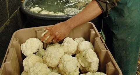 Когда срезать капусту на зиму на хранение