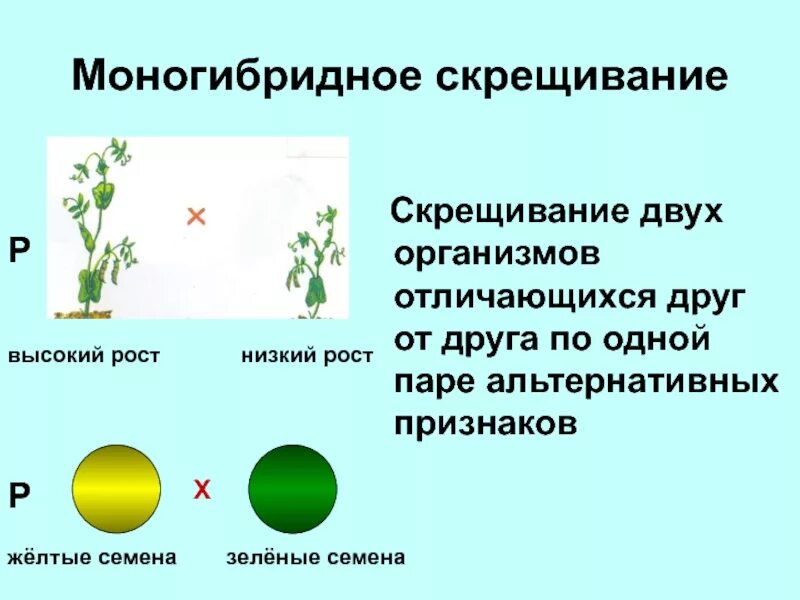 Моногибридное скрещивани. Моногибридное и дигибридное скрещивание. Моногибридное возвратное скрещивание. Анализирующее моногибридное скрещивание. Чистые линии с альтернативными признаками