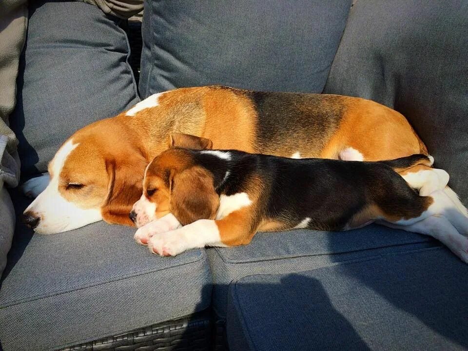 Стоит заводить бигля. Стоит заводить бигля. Бигль карликовый. Бигль собака. Бигль собака компаньон.