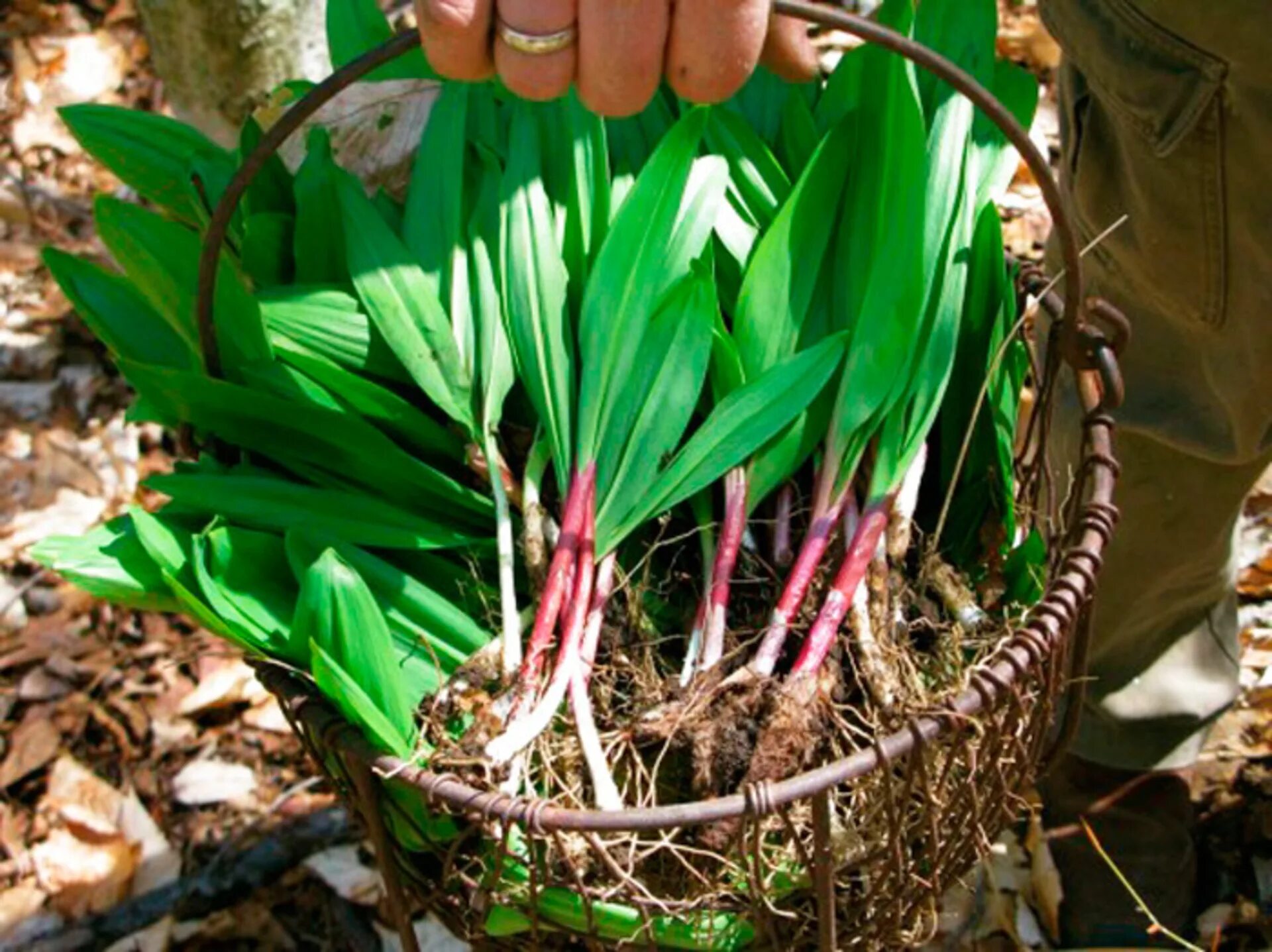 Черемша выращивание. Черемша семена. Черемша выращивание. Черемша выращивание. Черемша выращивание.