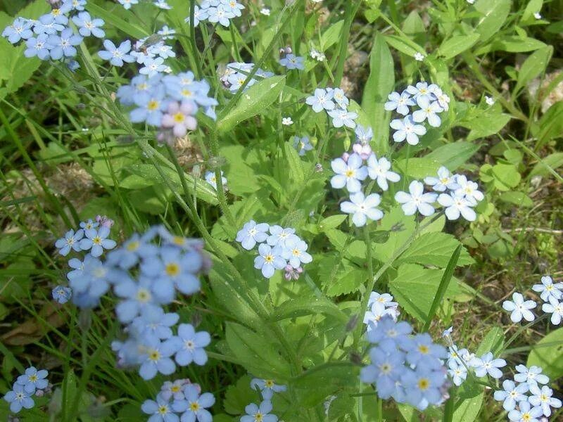 Цветок myosotis. Голубые немофилы цветы. Незабудка почвопокровная. Цветы голубые дали. Цветы голубые дали.
