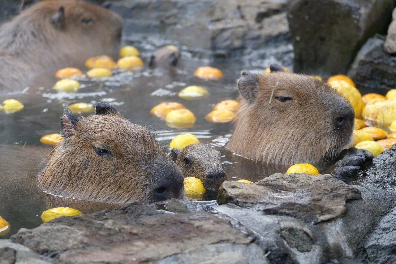 Капибара купается. 2 Капибары. Водосвинка капибара Амазонка. Выдра и капибара.