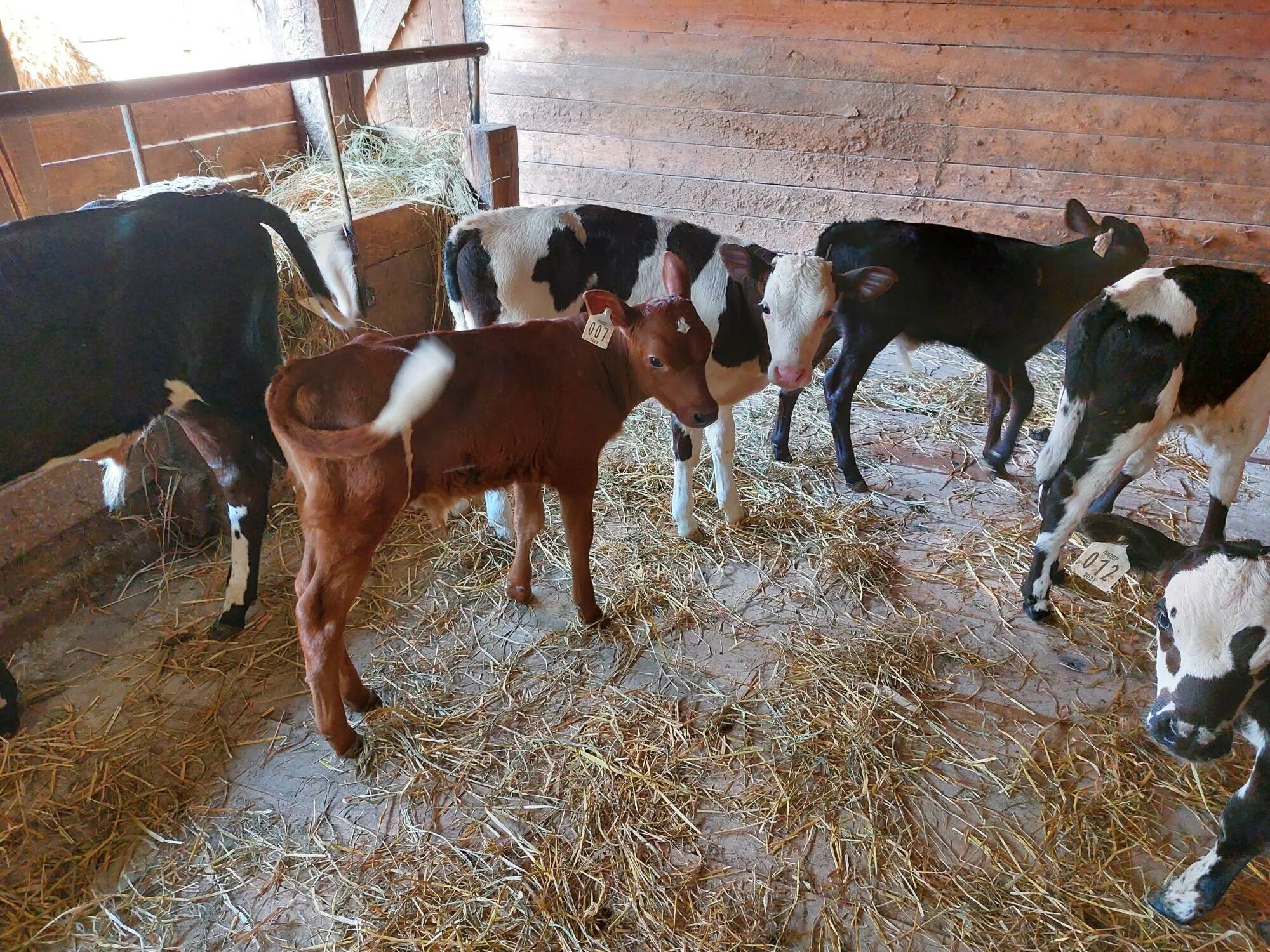 таблица измерения крс живым весом быков рулеткой. биологические особенности кутно рогатого ската. процент выхода мяса. таблица веса телят. калмыкская порода бычков.