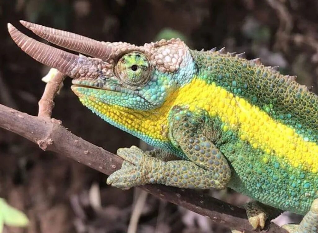 Трехрогий хамелеон Джексона. Trioceros jacksonii. Рогатый хамелеон Джексона. Trioceros хамелеон.